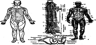 ���������� - �������� ���������� �������� (�������������)