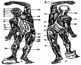 ���������� - �������� ���������� �������� (�������������)