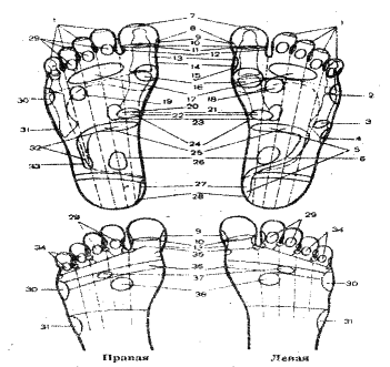 ���������� - �������� ���������� �������� (�������������)