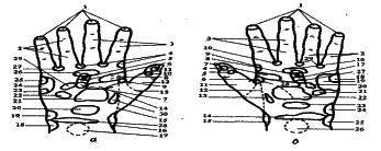 ���������� - �������� ���������� �������� (�������������)