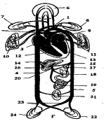 ���������� - �������� ���������� �������� (�������������)