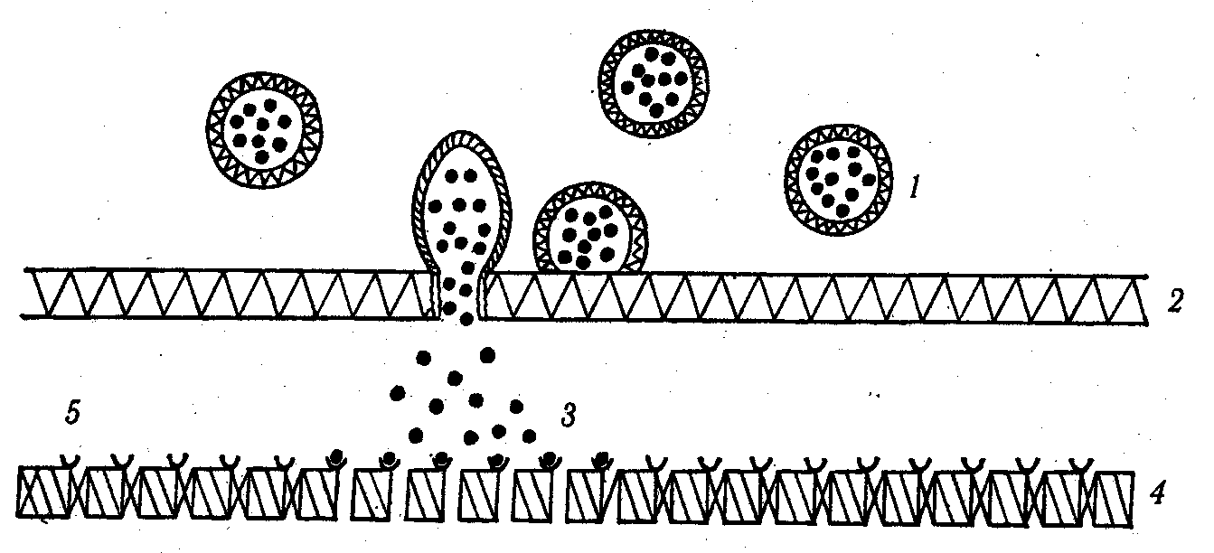 ������� - ���������� �������� ��������