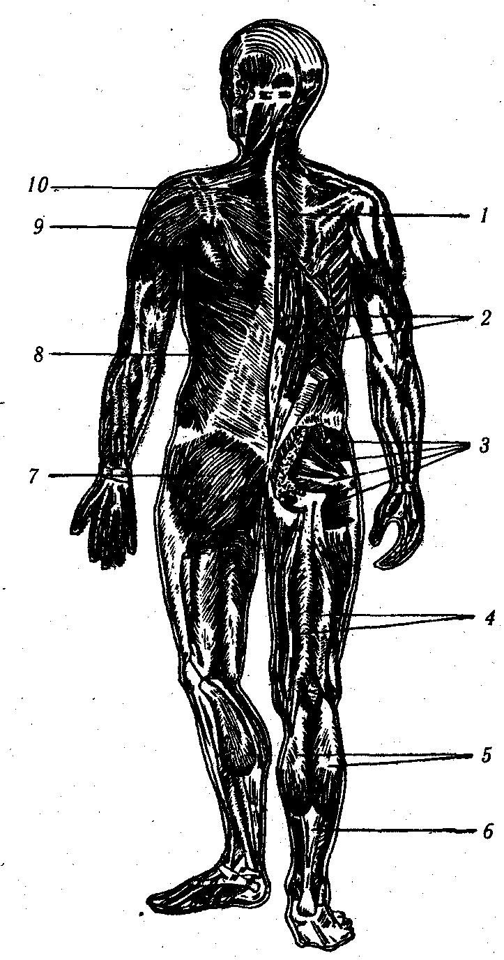 ������� - ���������� �������� ��������