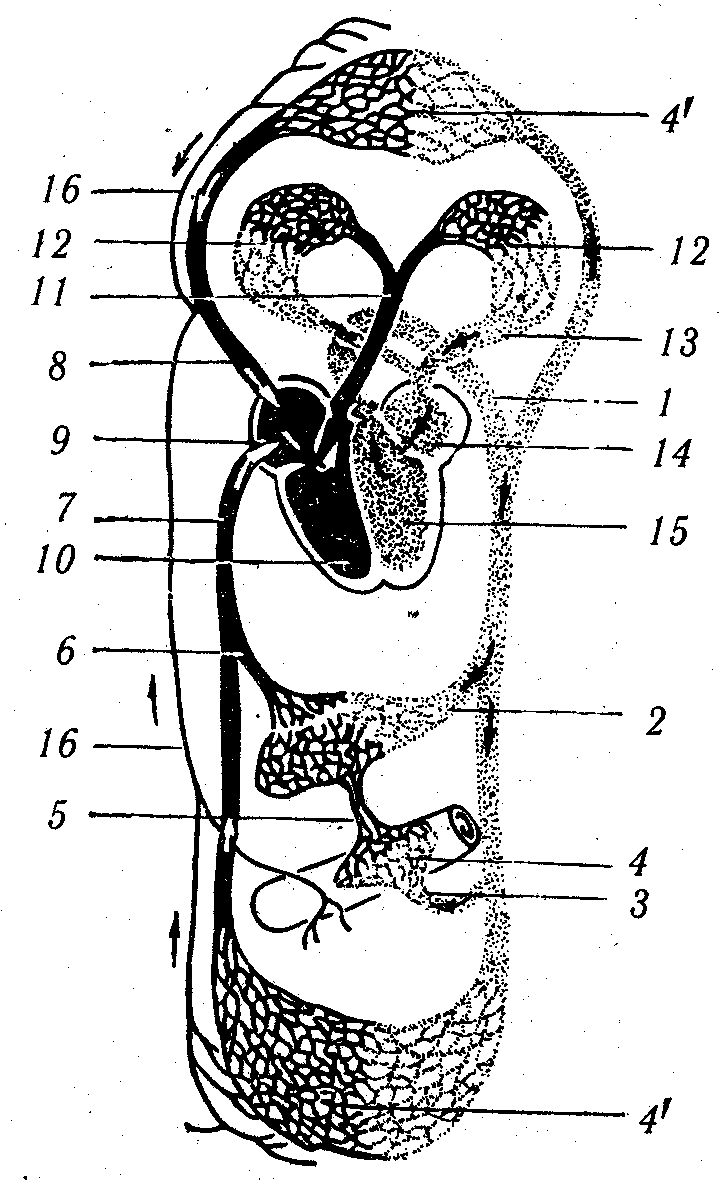 ������� - ���������� �������� ��������