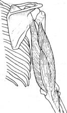 Робинсон - Пилатес - Путь Вперёд