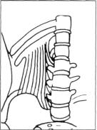 Разминка подколенных мышц