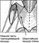 Подъемы шеста