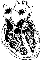 ����� - ����������� ����������� ���������������� �������