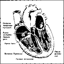����� - ����������� ����������� ���������������� �������