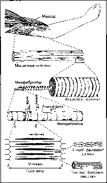 ����� - ����������� ����������� ���������������� �������
