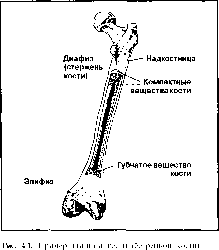 ����� - ����������� ����������� ���������������� �������