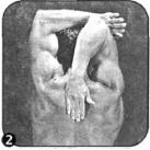 Брунгардт - Идеальные Мышцы Груди И Плечевого Пояса