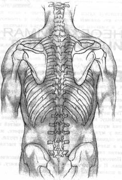 Брунгардт - Идеальные Мышцы Груди И Плечевого Пояса