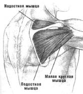 Брунгардт - Идеальные Мышцы Груди И Плечевого Пояса