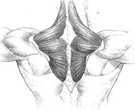 Брунгардт - Идеальные Мышцы Груди И Плечевого Пояса