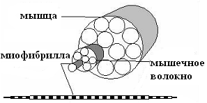 Фалеев - Анти-Макроберт. Думай! По-Русски. Как Тренироваться По Циклам