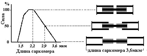 Фалеев - Анти-Макроберт. Думай! По-Русски. Как Тренироваться По Циклам
