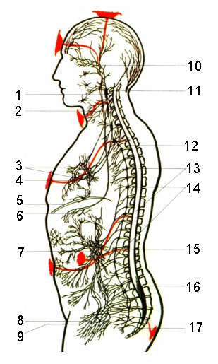 �������� �. - �����