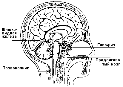 �������� �. - �����