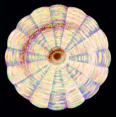 �������� �. - �����