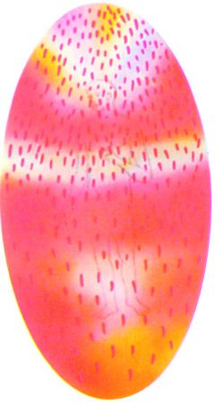 �������� �. - ������� ������� � ���������