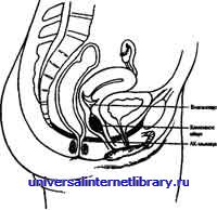 ������ - �������� ������� �����