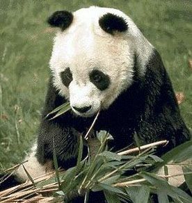 ������� - ������������ ����� �����. ������� ������� � ����