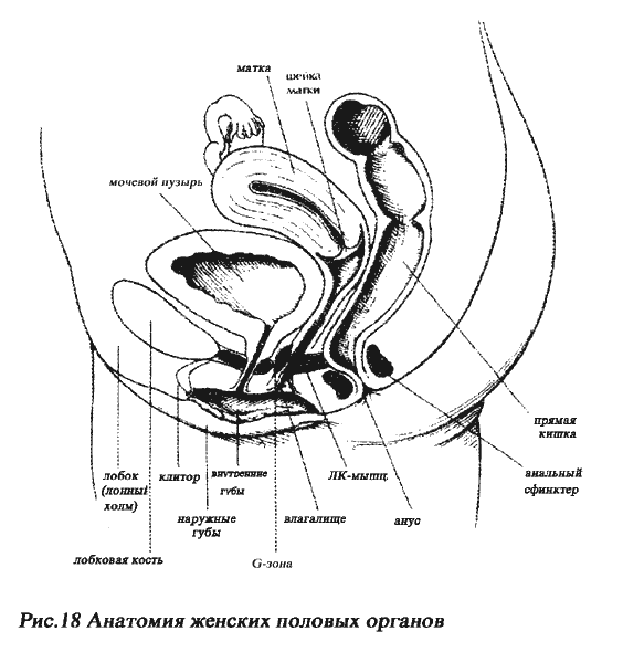 ����� ����������� ������. ������������ ����. �������� ���� �������