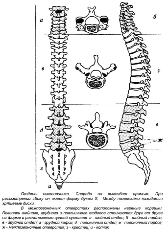 �������� �. �. - ������ ����� � ��� �������. ������ � �������� ������������ � ����������������