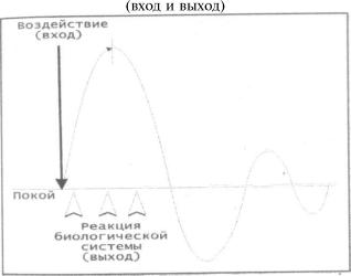 ������ �. �. - ��������������� ������ �������