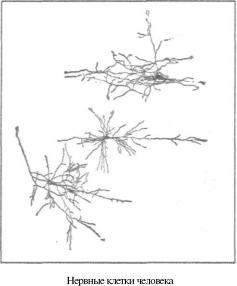 ������ �. �. - ��������������� ������ �������