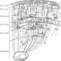 ������ �. �. - ��������������� ������ �������