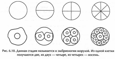 ��� ������, ��������� ���� -