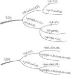 ������ -����������� ���������� ����. ����� ��������� � ���������������� ����