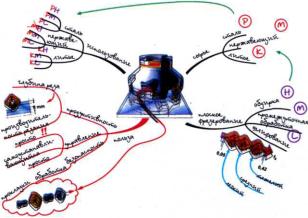 ������ -����������� ���������� ����. ����� ��������� � ���������������� ����