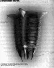 Настойчивость