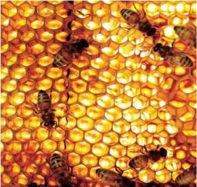 ������� �� ���� �� ������