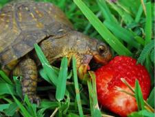 ����� ������� - ��������� �������