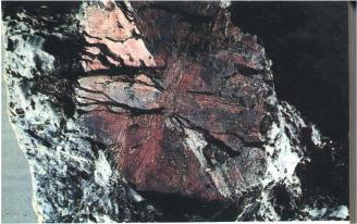 ������������ ����� ���