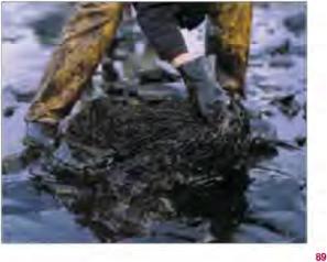 ������� �. �. - ��������� �� ����������������